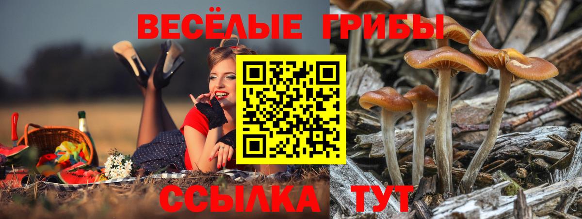 Галлюциногенные грибы ЛСД  Лениногорск  Галлюциногенные грибы Psilocybe 